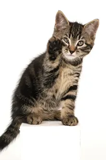 090821: CAT. 7 weeks old tabby kitten, sitting with paw up to face