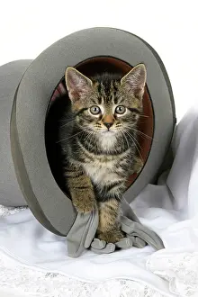 Weddings: CAT. 7 weeks old, tabby kitten, sitting in a wedding top h