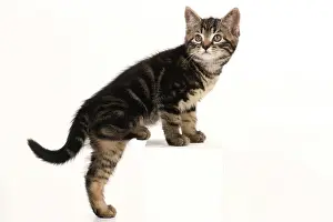 090821: CAT. 7 weeks old tabby kitten, stepping up, cute, studio