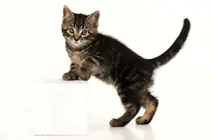 090821: CAT. 7 weeks old tabby kitten, stepping up, cute, studio