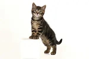 090821: CAT. 7 weeks old tabby kitten, stepping up, cute, studio