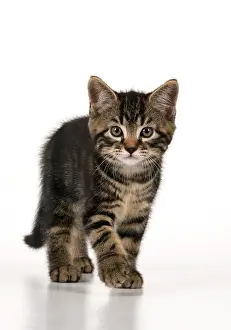 090821: CAT. 7 weeks old tabby kitten, walking to camera, cute, stu