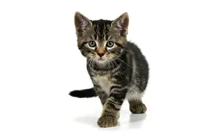 110821: CAT. 7 weeks old tabby kitten, walking to camera, cute, stu