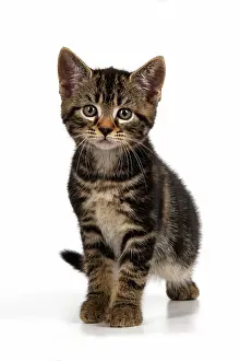 110821: CAT. 7 weeks old tabby kitten, walking to camera, cute, stu