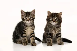 Stud: CAT. 7 weeks old tabby kittens, sitting together, cute, stud