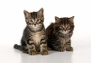 Stud: CAT. 7 weeks old tabby kittens, sitting together, cute, stud
