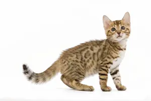 Worried: Cat - 8 week old Bengal kitten - in studio