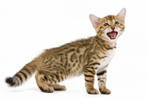 Miaowing: Cat - 8 week old Bengal kitten - in studio miaowing