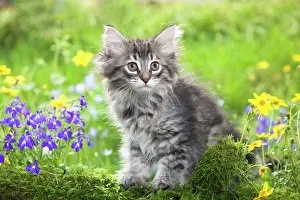 Skogkatt: Cat - 8 week old Norwegian Forest kitten with flowers