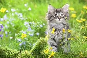 Skogkatt: Cat - 8 week old Norwegian Forest kitten with flowers