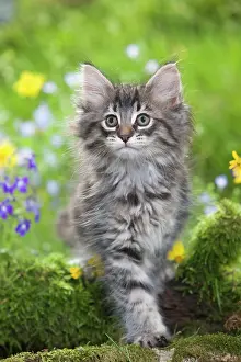 Skogkatt: Cat - 8 week old Norwegian Forest kitten with flowers