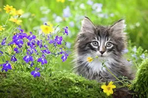 Skogkatt: Cat - 8 week old Norwegian Forest kitten with flowers