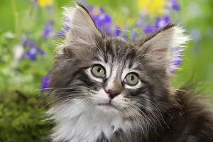 Skogkatt: Cat - 8 week old Norwegian Forest kitten with flowers