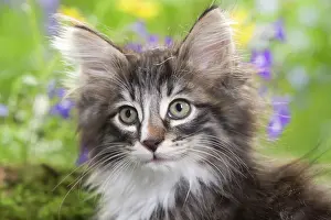 Skogkatt: Cat - 8 week old Norwegian Forest kitten with flowers