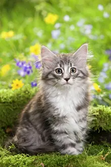 Skogkatt: Cat - 8 week old Norwegian Forest kitten with flowers