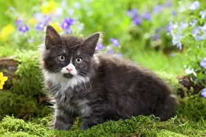 Skogkatt: Cat - 8 week old Norwegian Forest kitten with flowers