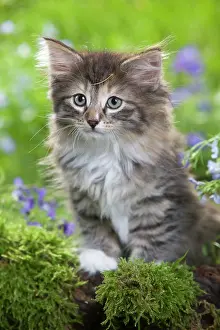 Skogkatt: Cat - 8 week old Norwegian Forest kitten with flowers