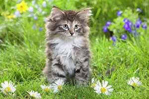 Skogkatt: Cat - 8 week old Norwegian Forest kitten with flowers