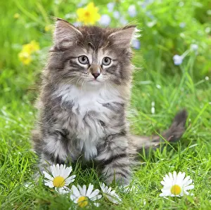 Skogkatt: Cat - 8 week old Norwegian Forest kitten with flowers