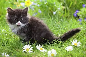 Skogkatt: Cat - 8 week old Norwegian Forest kitten with flowers