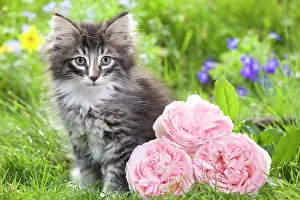 Skogkatt: Cat - 8 week old Norwegian Forest kitten with flowers