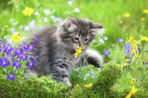 Jean-michel Labat: Cat - 8 week old Norwegian Forest kitten sniffing flowers