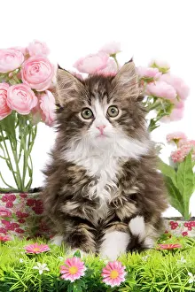 Skogkatt: Cat - 8 week old Norwegian Forest kitten in studio