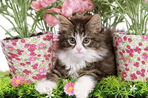 Skogkatt: Cat - 8 week old Norwegian Forest kitten in studio
