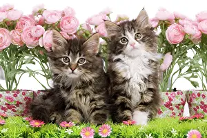 Skogkatt: Cat - two 8 week old Norwegian Forest kittens in