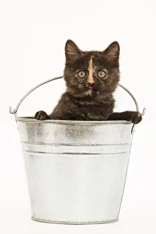 Tortie: Cat - 8 week old tortoiseshell British shorthair