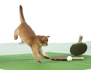 Somalis: Cat 9 week old Somali kitten on Table Tennis set