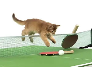 Somalis: Cat 9 week old Somali kitten on Table Tennis set
