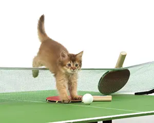 Somalis: Cat 9 week old Somali kitten on Table Tennis set