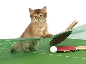 Somalis: Cat 9 week old Somali kitten on Table Tennis set