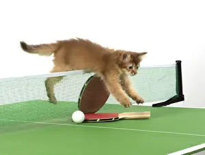 Somalis: Cat 9 week old Somali kitten on Table Tennis set