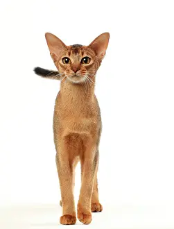 Abyssinians: Cat