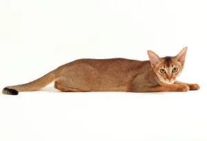 Abyssinians: Cat