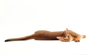 Abyssinians: Cat