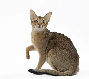 Behavoiur: Cat Abyssinian