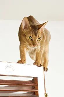 Ready: Cat - Abyssinian - on door