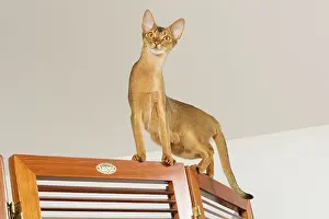 Ready: Cat - Abyssinian - on door