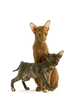 Torties: Cat - adult Oriental Cinnamon with Oriental Tortie kitten