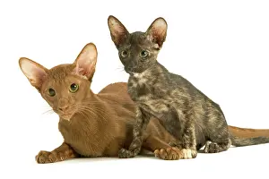 Torties: Cat - adult Oriental Cinnamon with Oriental Tortie kitten