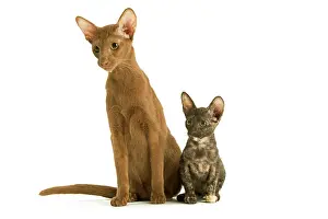Torties: Cat - adult Oriental Cinnamon with Oriental Tortie kitten