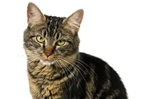 110821: CAT. adult tabby, facial expression, cute, studio, white ba