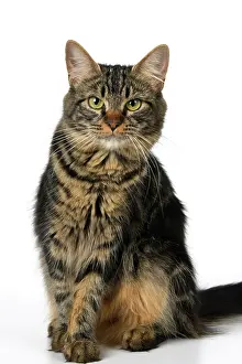 110821: CAT. adult tabby, facial expressions, , cute, studio, whit