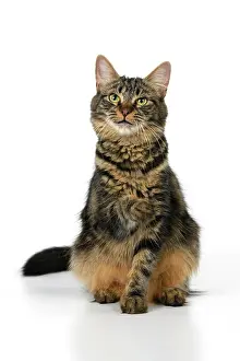 110821: CAT. adult tabby, facial expressions, , cute, studio, whit