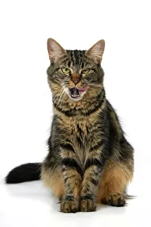 110821: CAT. adult tabby, facial expressions, , cute, studio, whit