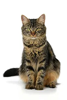 110821: CAT. adult tabby, facial expressions, , cute, studio, whit