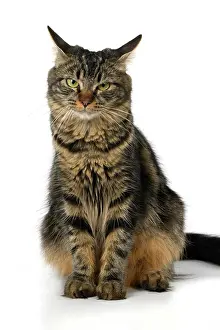110821: CAT. adult tabby, facial expressions, , cute, studio, whit